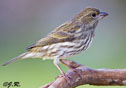 Carpodacus purpureus